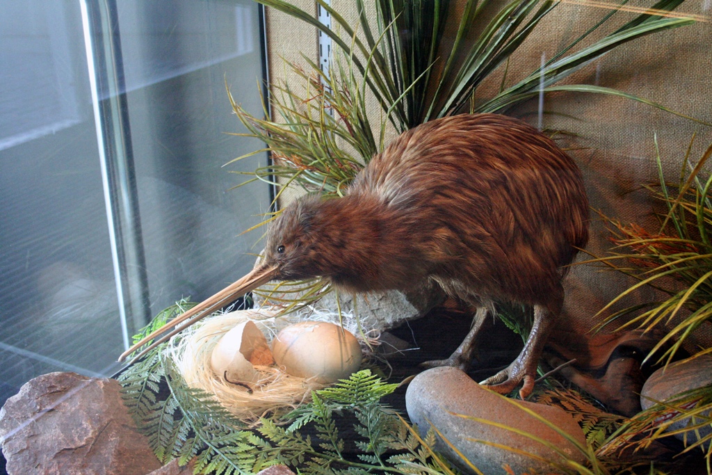 Kiwi Bird (Stuffed)